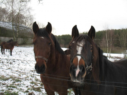 Obrazek