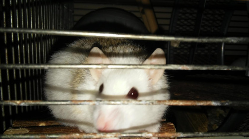 Obrazek