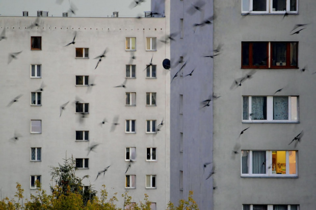 uwięzione w blokowisku ...... zdjęcie z ,,przesłaniem''