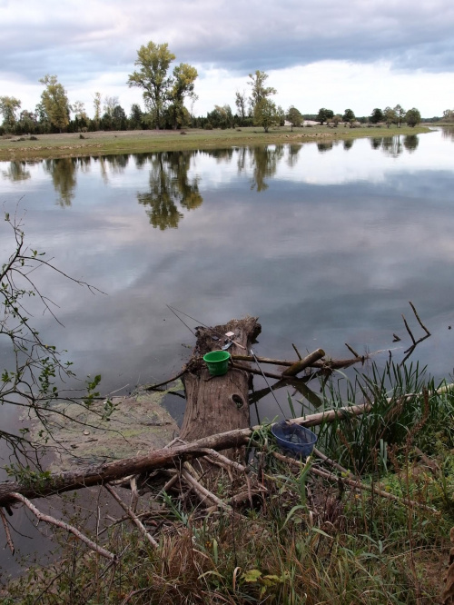 Narew