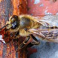 Pszczoła spijająca kropelkę nektaru