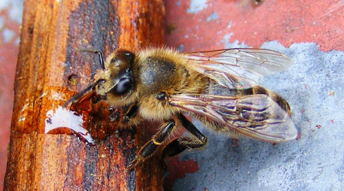 Pszczoła spijająca kropelkę nektaru