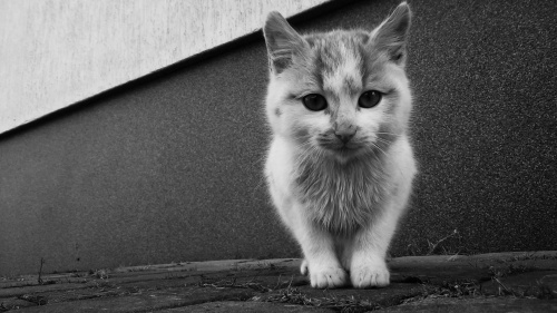 #cat #my #love #small #blackandwhite