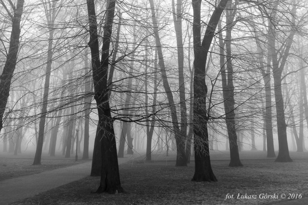 Miasto mgieł #mgła #Chojnice #mgliste #park #drzewa