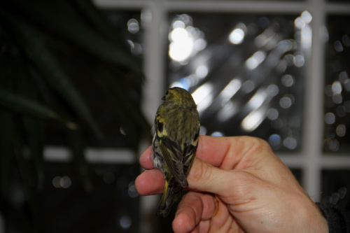 Obrączkowanie ptaków na XXIX Zjeździe Ornitologów Ziemi Łódzkiej 12.03.2016 (czyżyk - samica)