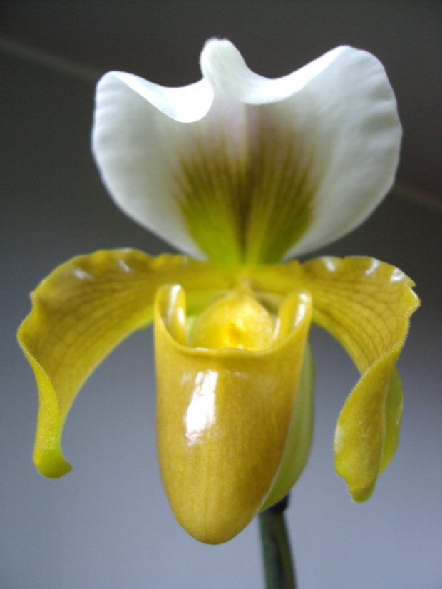 Paphiopedilum