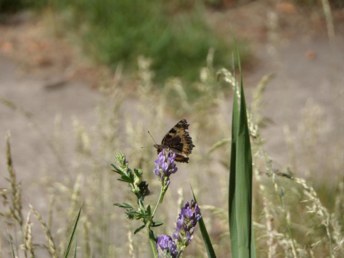 Motyl na łące