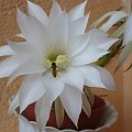 Echinopsis