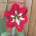 Hippeastrum Barbados